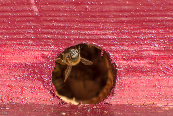 Пчела на канализационном улее. Можно увидеть внутреннюю жизнь пчелиной семьи. Всемирный день пчёл. - Фото, изображение