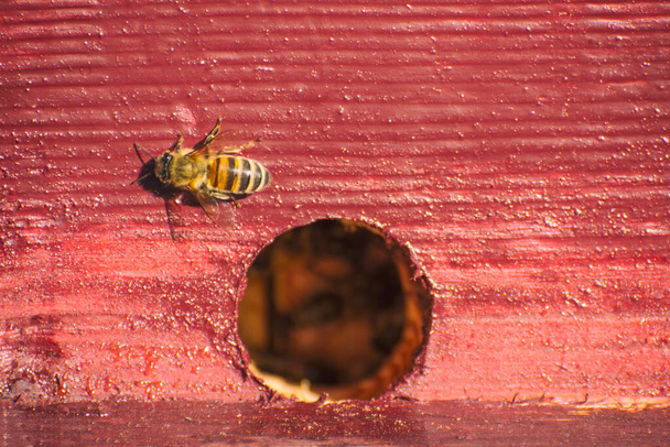Пчела на канализационном улее. Мы можем видеть внутреннюю жизнь пчелиной семьи. Всемирный день пчёл. День пчеловода. - Фото, изображение