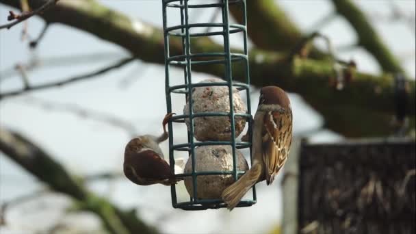Domácí vrabec, kolemjdoucí domesticus, pojídající ptačí žrádlo - Záběry, video