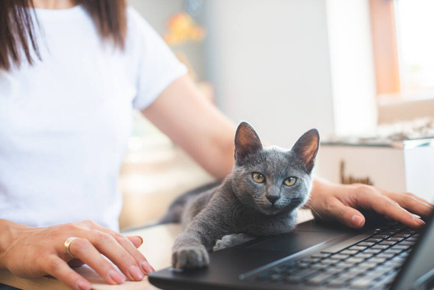 Young woman in white t-shirt sitting with a cat on her lap at the wooden table at home with laptop and notebook, working - 写真・画像