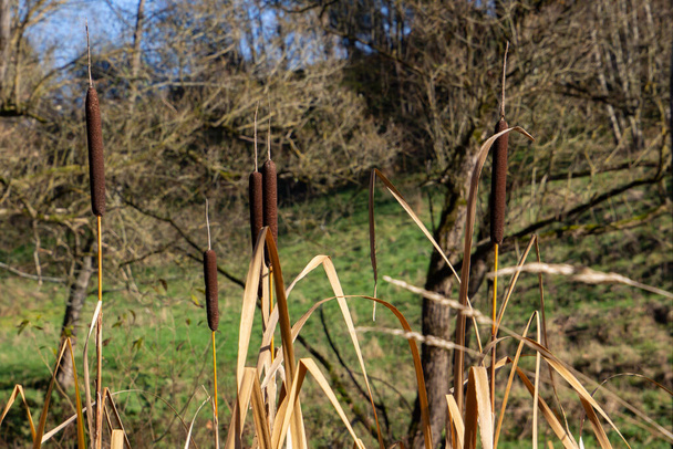 Sonbaharda çözünmüş arkaplanı olan tırmık kuyrukları büyüyor - Fotoğraf, Görsel