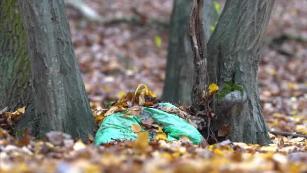 Σκουπίδια στη φύση. Σκουπίδια στο δάσος - Πλάνα, βίντεο