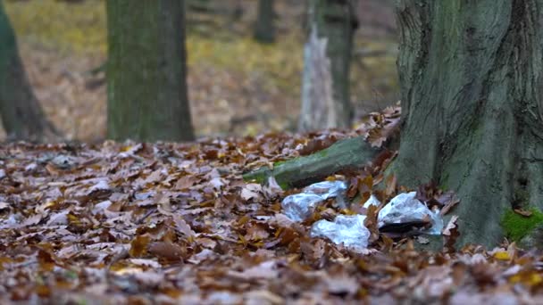 森の中のゴミ。自然の中でのゴミ - 映像、動画