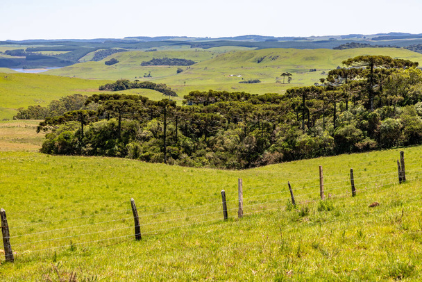 Farm field with Araucaria forest in Sao Francisco de Paula, Rio Grande do Sul, Brazil - 写真・画像
