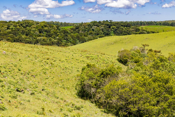 Farm field with Araucaria forest in Sao Francisco de Paula, Rio Grande do Sul, Brazil - Photo, Image