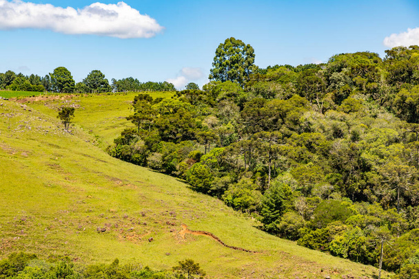 Bauernhof mit Araukarien-Wald in Sao Francisco de Paula, Rio Grande do Sul, Brasilien - Foto, Bild