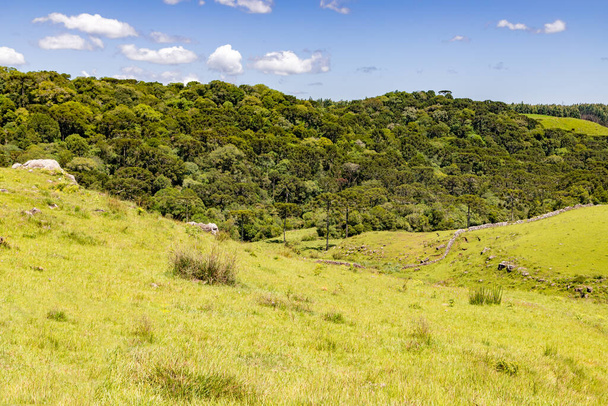 ブラジルのリオグランデ・ド・スル州、サンフランシスコ・デ・パウラのアラウカリア林と農場フィールド - 写真・画像