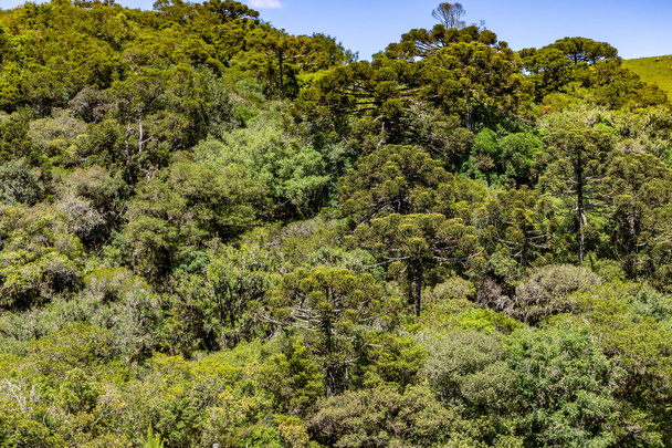 サンフランシスコ・デ・ポーラのアラウカリアの森,リオグランデ・ド・スル,ブラジル - 写真・画像