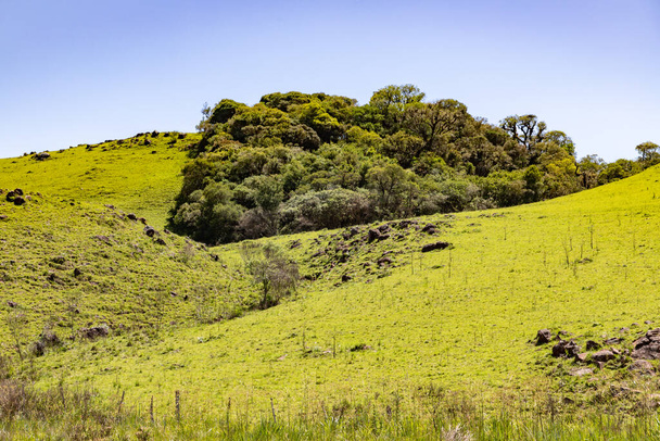 ブラジルのリオグランデ・ド・スル州、サンフランシスコ・デ・パウラのアラウカリア林と農場フィールド - 写真・画像