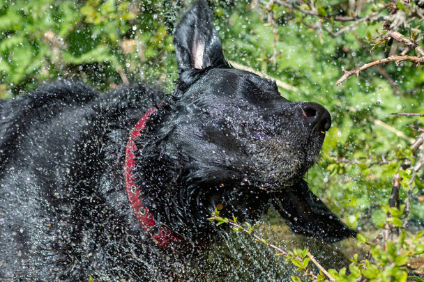 Portrait of a wet black Labrador shaking off water while standing in a water trough - Photo, Image