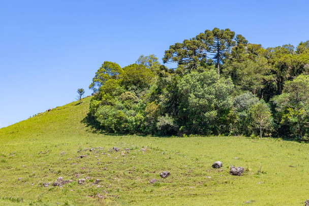 Boerderij met bos Araucaria in Sao Francisco de Paula, Rio Grande do Sul, Brazilië - Foto, afbeelding