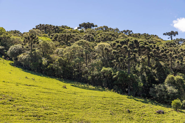ブラジルのリオグランデ・ド・スル州、サンフランシスコ・デ・パウラの花とアラウカリアの森の農場フィールド - 写真・画像