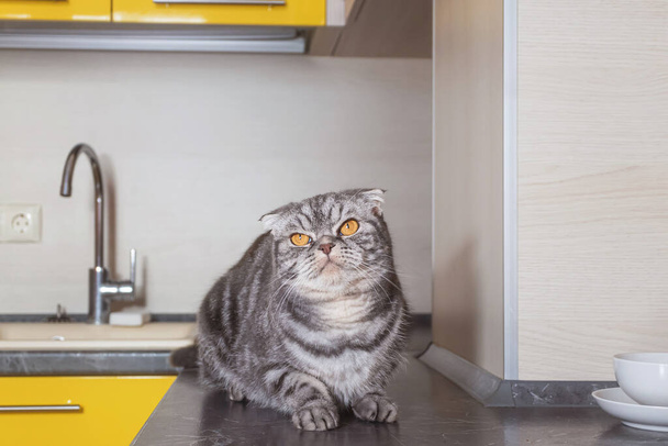 Szary szkocki krotnie kot siedzi na stole w kuchni. Koncepcja odstawiania zwierząt od wspinania się na stół. - Zdjęcie, obraz