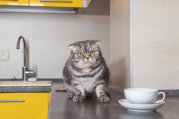 A gray Scottish fold cat sits on a table in the kitchen. The concept of weaning pets from climbing on the table. - Photo, Image