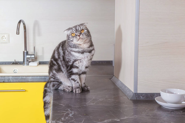 A gray Scottish fold cat sits on a table in the kitchen. The concept of weaning pets from climbing on the table. - 写真・画像