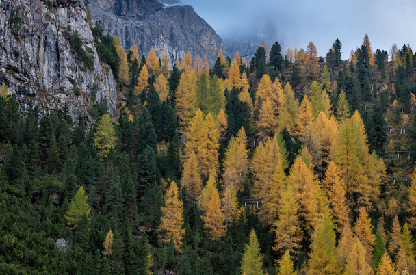 Yellow larches glowing on the edge of the rocky mountain. Dolomite Italy, Europe - Foto, Bild