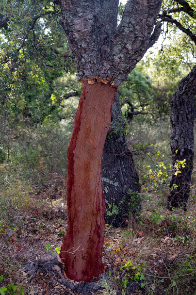 Peeled cork oaks growing in French forest, industrial production of wine corks - Photo, Image