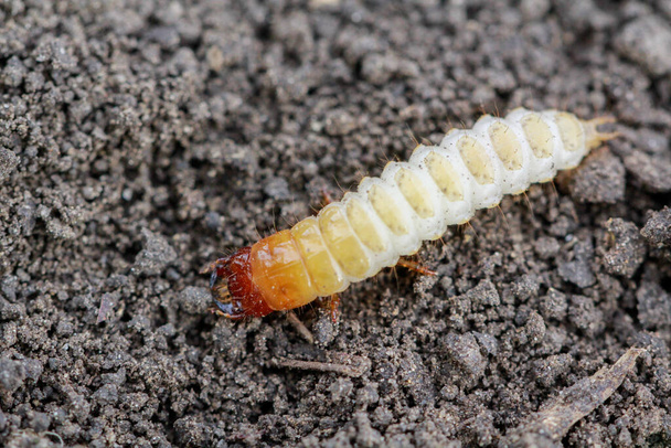 Larva of Zabrus Timbrioides Goeze - вид чорного наземного жука Carabidae. - Фото, зображення