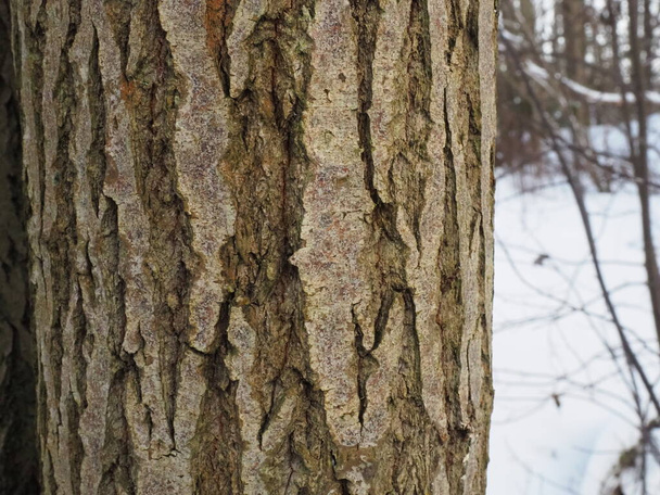 tree bark on the background of winter nature. - Foto, Imagem