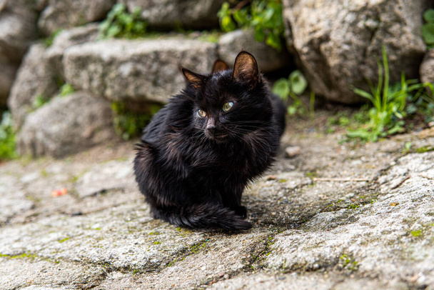 Foto einer kleinen und schönen schwarzen Katze, die auf der Straße sitzt. Grüne Augen - Foto, Bild