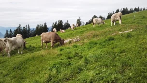 Rebaño de vacas Suiza - Metraje, vídeo