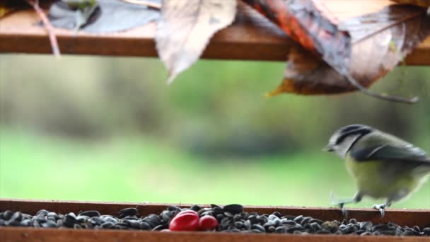 Blue Tit (Cyanistes caeruleus)  eats bird food from a birdhouse  - Materiał filmowy, wideo