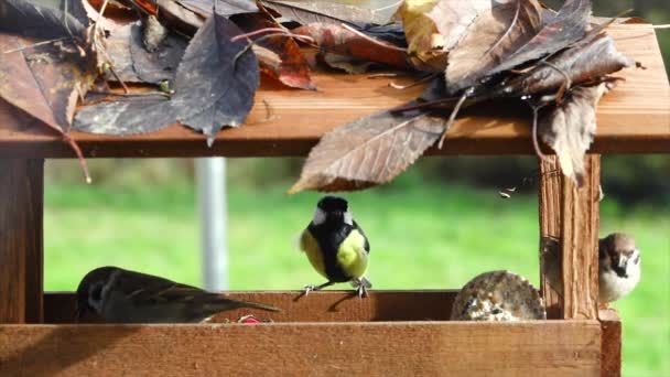 Great tit (Parus major) eats bird food from a birdhouse  - Metraje, vídeo