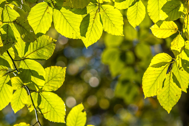 Близько яскравого яскраво-жовтого листя на гілках дерева в осінньому парку. Деталь осіннього листя лісу
. - Фото, зображення