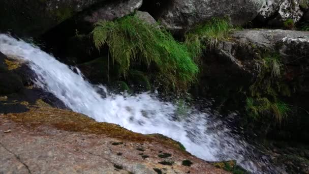 Woda przepływająca przez las z wodospadów.  - Materiał filmowy, wideo