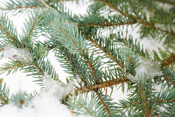 Snow covered fir branches in winter - Photo, Image
