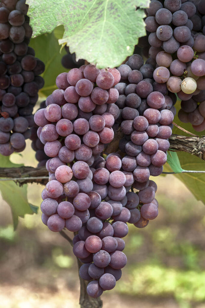 Fruta de uva vermelha no Brasil - Foto, Imagem