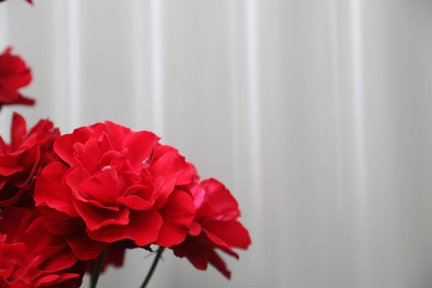 灰色の背景を持つ美しい赤いバラ - 写真・画像