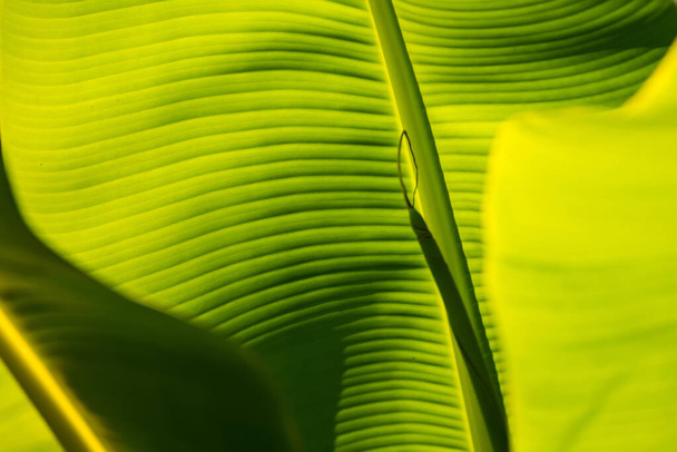 Banana leaf green background wall leaves texture line plant fresh pattern closeup life tropical abstract.Abstract green background of banana leaf with shade and light. - Photo, Image