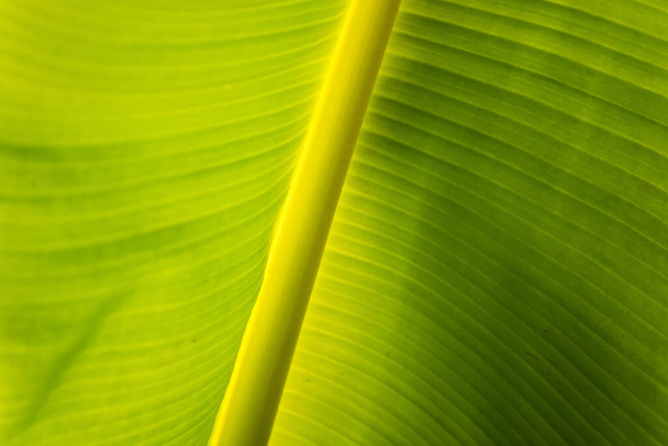 Φύλλα μπανάνας πράσινο φόντο τοίχο αφήνει υφή γραμμή φυτό φρέσκο μοτίβο closeup ζωή τροπική αφαίρεσης. Αφηρημένο πράσινο φόντο του φύλλου μπανάνας με σκιά και φως. - Φωτογραφία, εικόνα