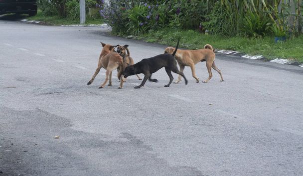 activités quotidiennes des chiens errants dans la rue. - Photo, image