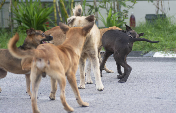 každodenní aktivity toulavých psů na ulici. - Fotografie, Obrázek