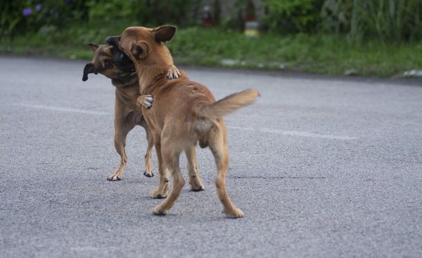 everyday activities of stray dogs on the street. - Photo, Image