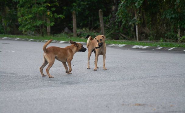 každodenní aktivity toulavých psů na ulici. - Fotografie, Obrázek