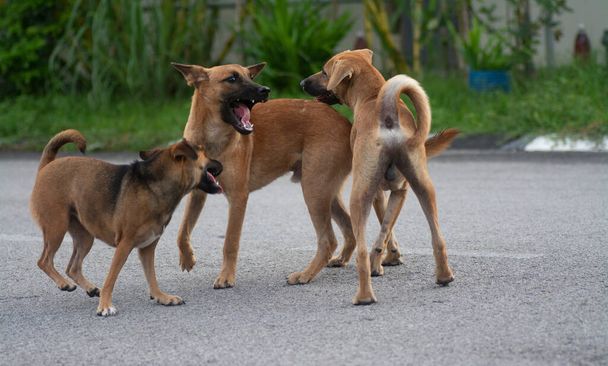 καθημερινές δραστηριότητες αδέσποτων σκύλων στο δρόμο. - Φωτογραφία, εικόνα