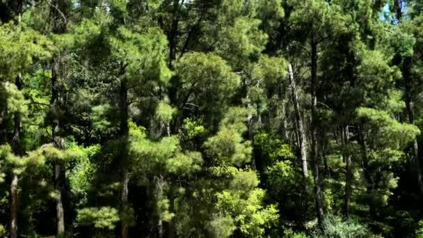 El floreciente bosque de pinos. 4K - Imágenes, Vídeo