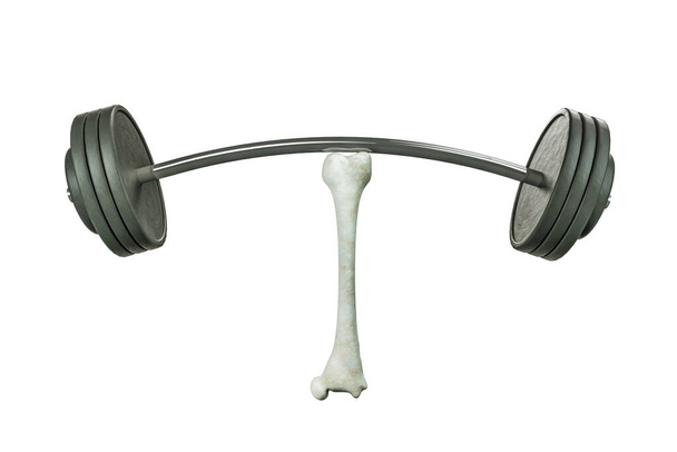 Close up of human thigh bone lifting barbells in white background. Osteoporosis world day or strong bones or awareness and Prevention or symbol of success and self-confidence concept. 3D illustration - Photo, Image