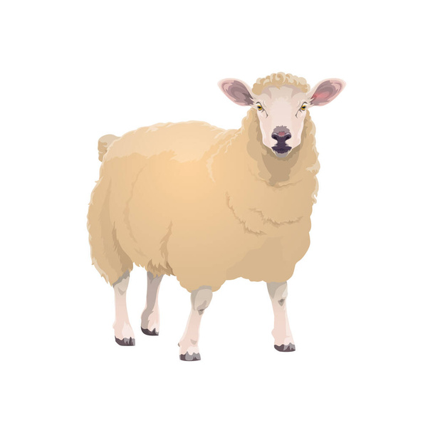 Ovelhas de cordeiro, ícone de animal de fazenda, criação de gado vetorial e símbolo de produto alimentar de carne de carneiro. Desenhos animados ovelhas cordeiro isolado, açougue e fazenda mercado animal sinal - Vetor, Imagem