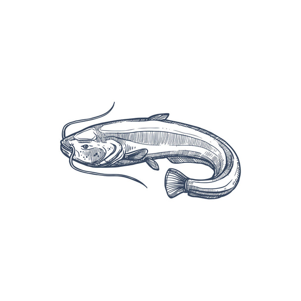 Sheatfish isolé poisson-chat commun croquis monochrome. Espèces vectorielles de Siluridae, les poissons-chats à rayons finis ordonnent Siluriformes ou Nématognath. Mékong poisson-chat géant, Candiru poisson cure-dent avec moustaches - Vecteur, image
