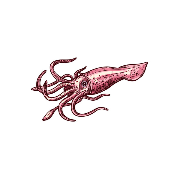 Squid isolated vector cephalopods marine animal sketch. Vector armhook squid, Decapodiformes with tentacles - Vektör, Görsel