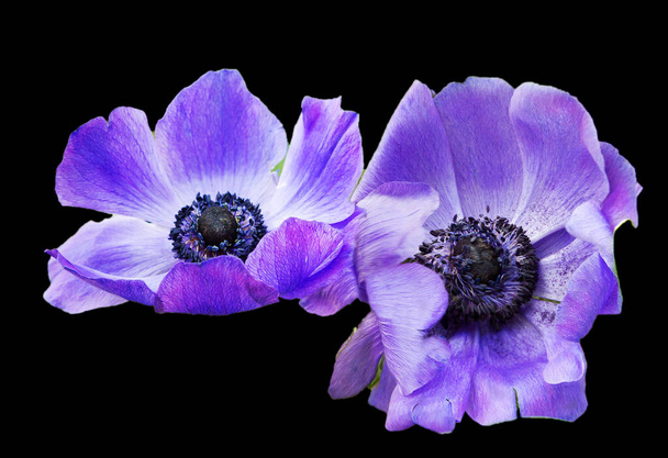 Purple anemone flower. These flowers delight the eye with their flowering from early spring to mid-September. The name of the anemone plant comes from the Greek word, which means "daughter of the winds". - Foto, imagen