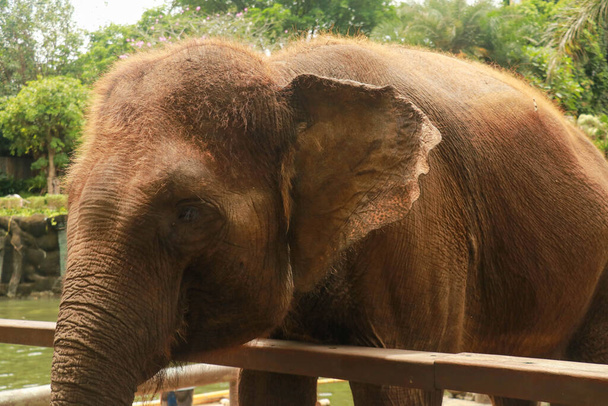 Asiático Sumatra elefante lado retrato, close-up de rosto em árvores fundo. - Foto, Imagem