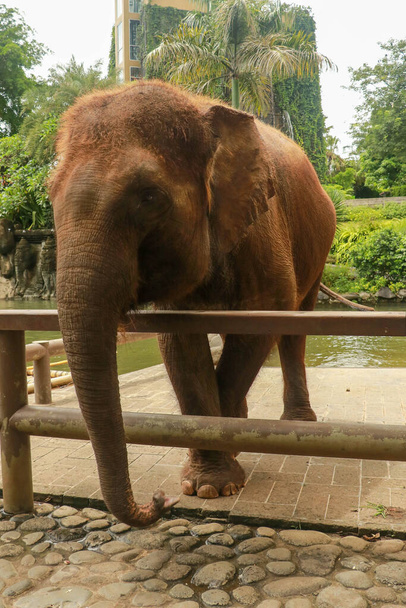 Ein Sumatra-Elefant im Zoo Bali. - Foto, Bild