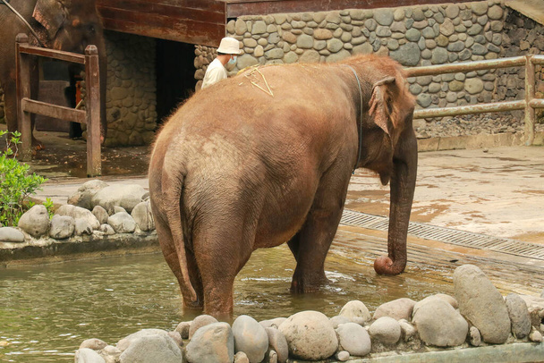 Суматранский слон в Балийском зоопарке. - Фото, изображение