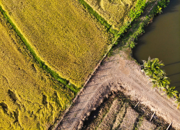 Top view integroitu viljely, riisin viljely ja kalanviljely, valokuvaus drone - Valokuva, kuva