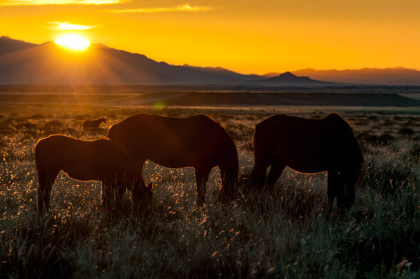 Silhouette di cavalli selvatici del Namib al pascolo contro il sole al tramonto. Foto scattata al Garub - Foto, immagini